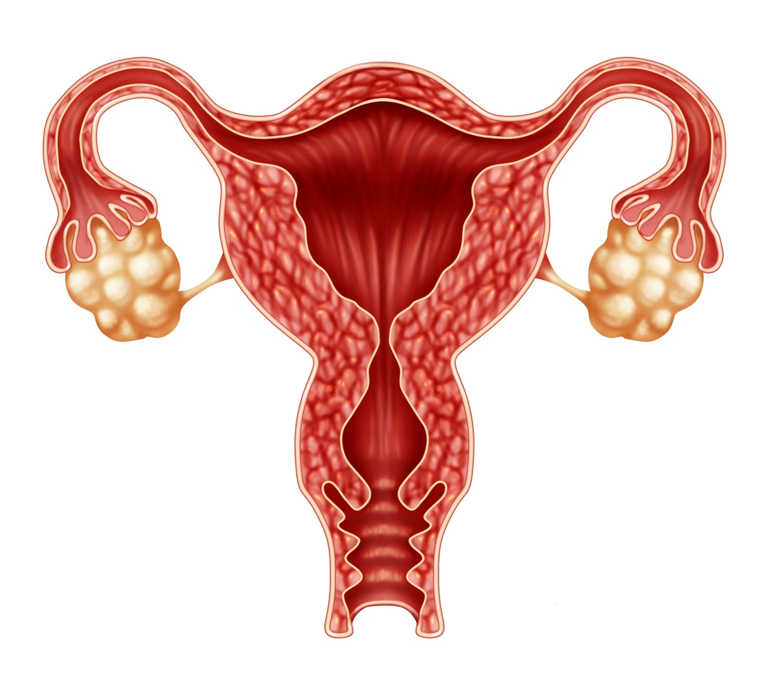 Ovary & PCOS Cleanse