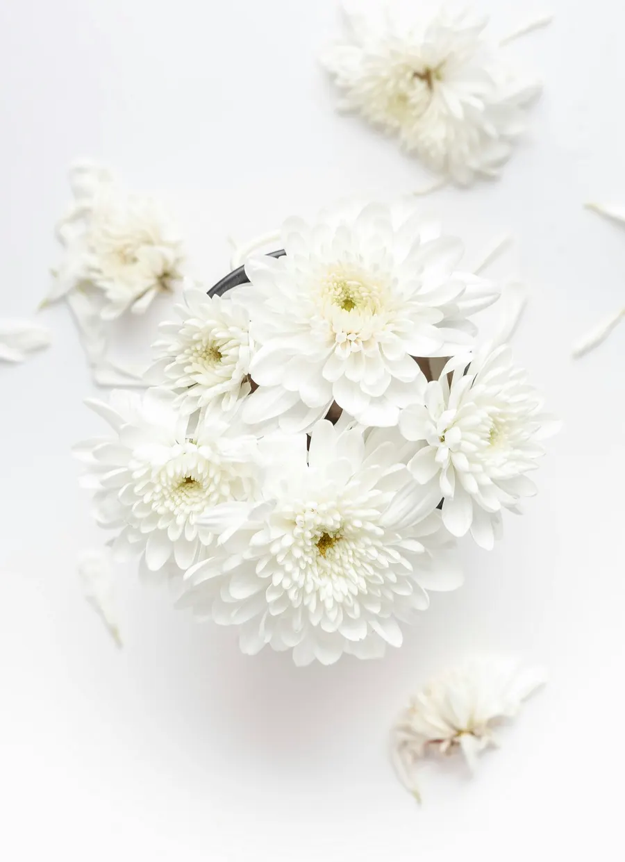 A cluster of small white chrysanthemum flowers